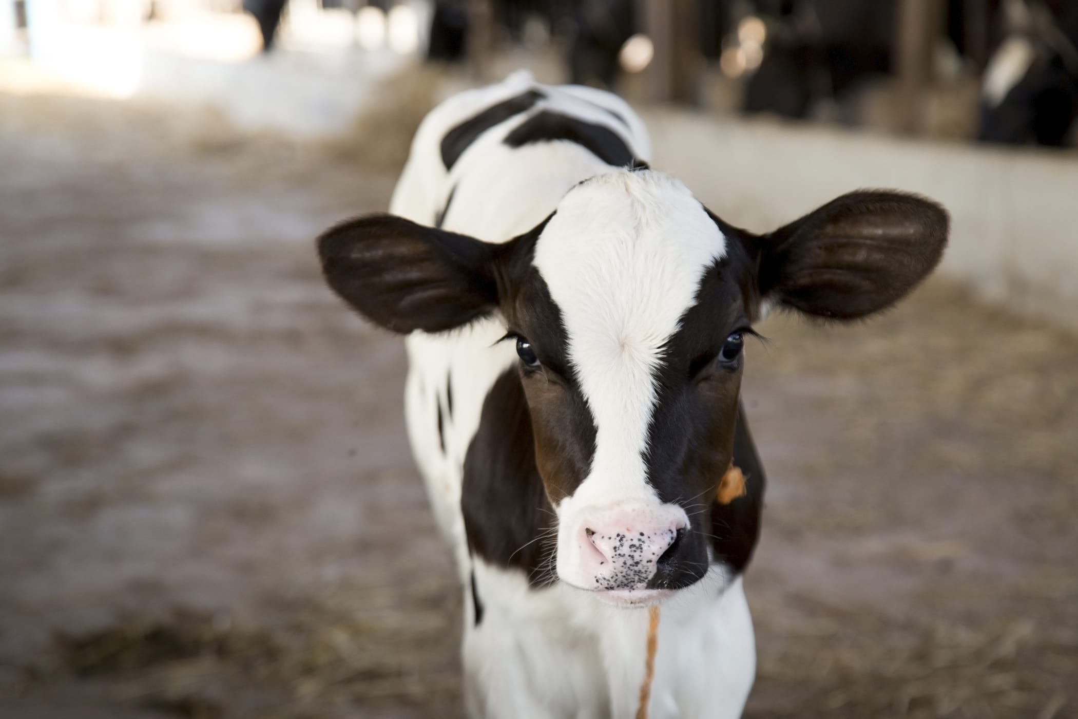 High Quality Colostrum Equals Healthy Calves Featured Image